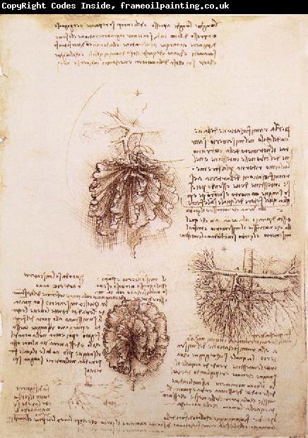 LEONARDO da Vinci Gekrose of the intestine and its Gefabsystems
